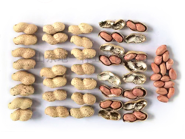 濰花25號(hào)花生種適合哪些地區(qū)？